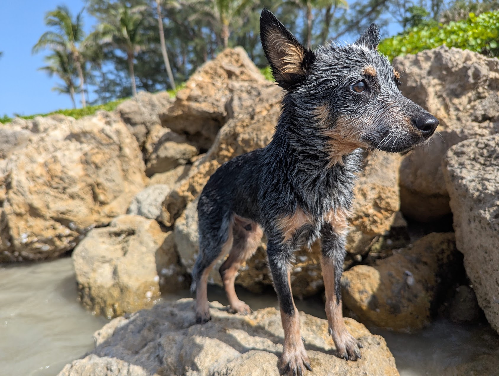 Cosmo, a blue heeler puppy, chasing his tail