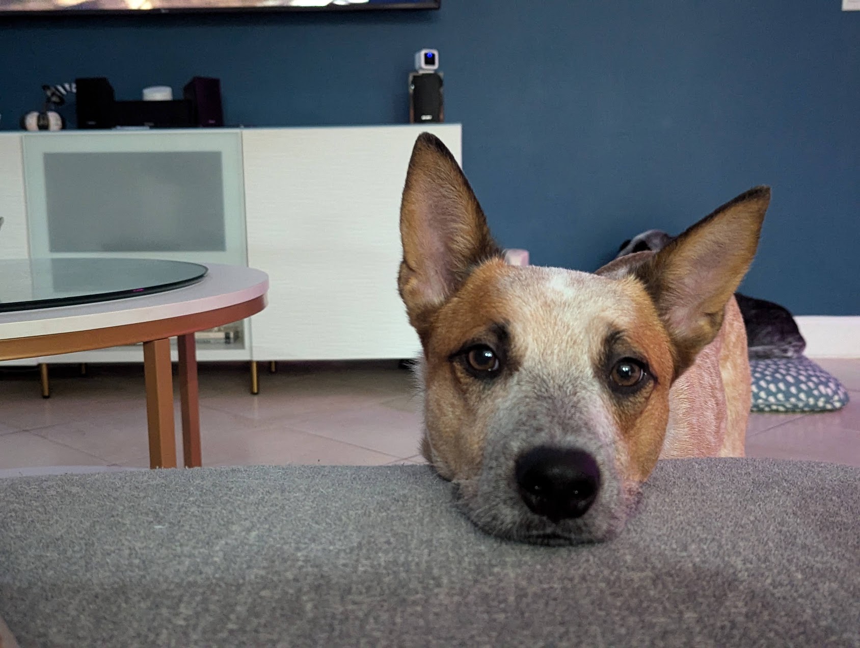 Norman, a red heeler, looking cuddly